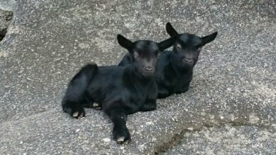 Parc animalier d'Olva