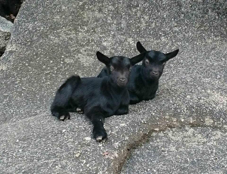 Parc animalier d'Olva