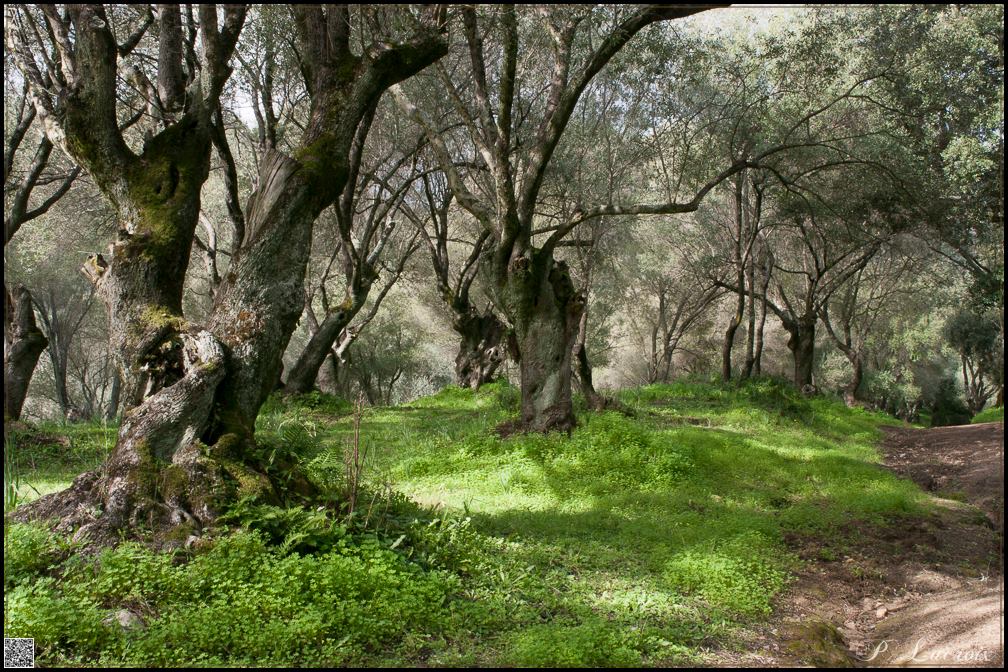 Jardins des Milelli ajaccio