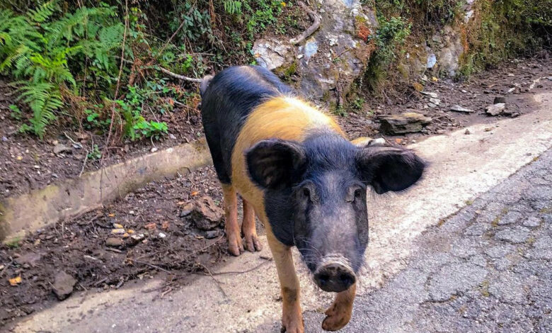 Santa-Reparata-di-Moriani