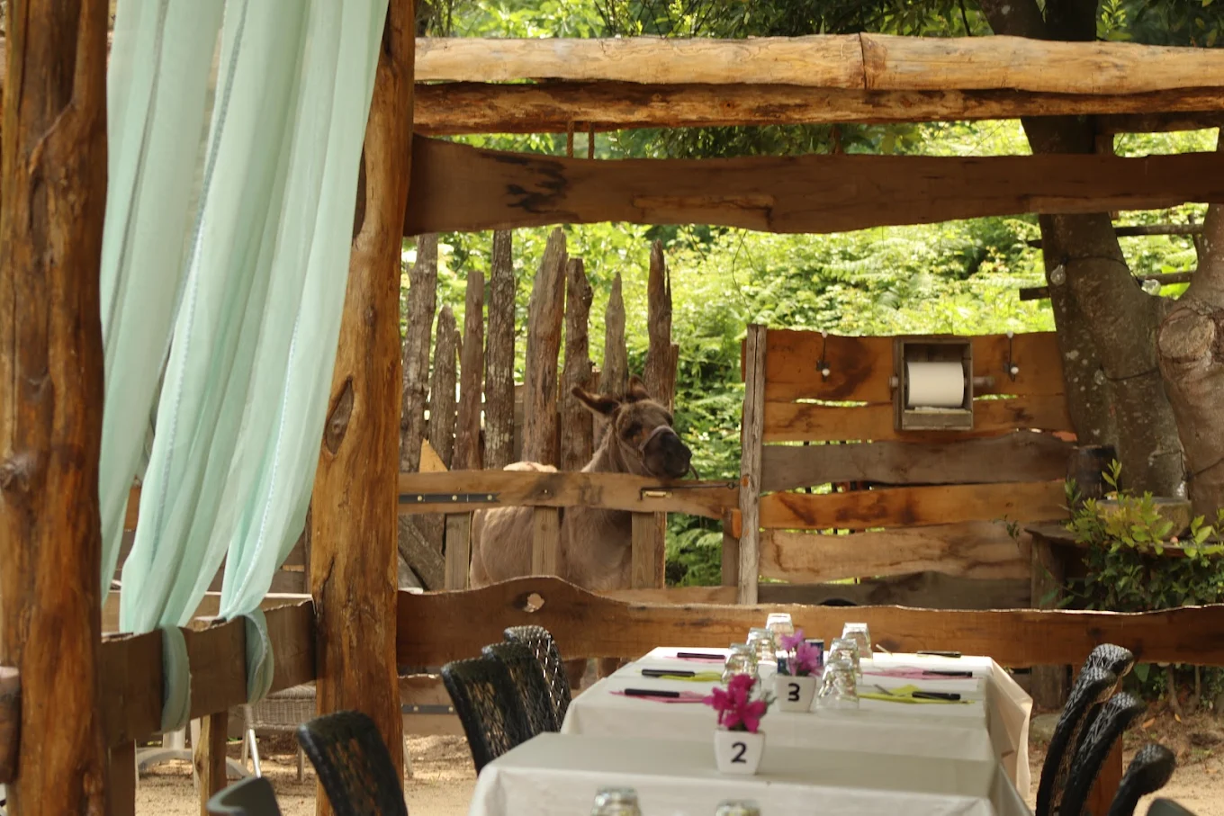 Âne regardant vers une table dressée extérieure.