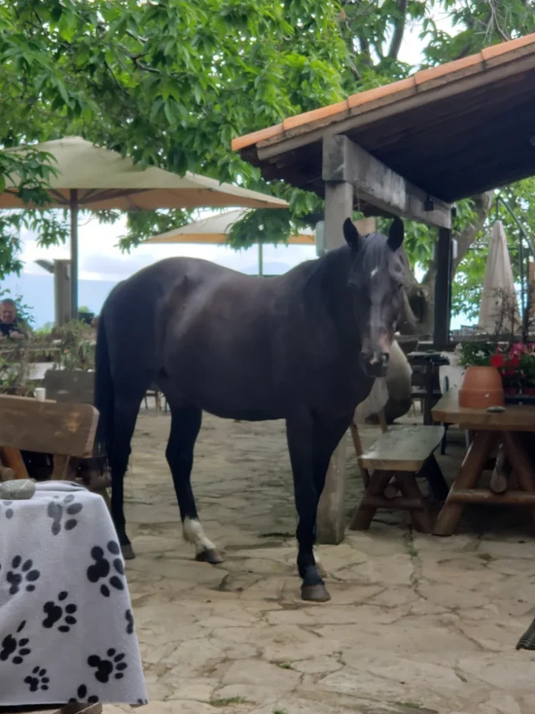 Ferme Auberge Funtana Bianca