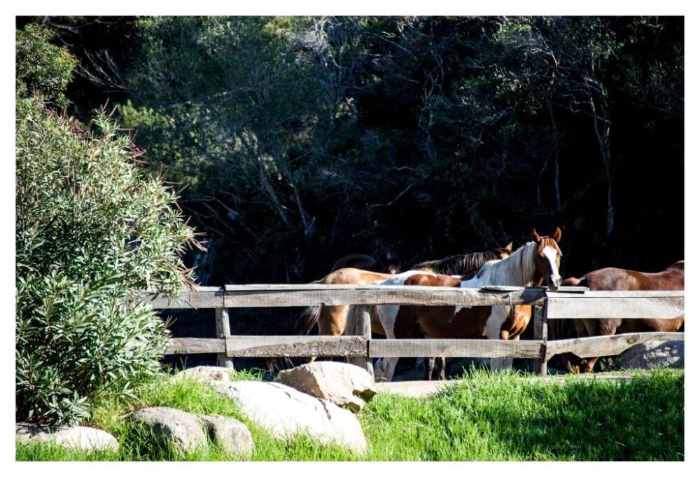 Chevaux derrière une clôture en bois.