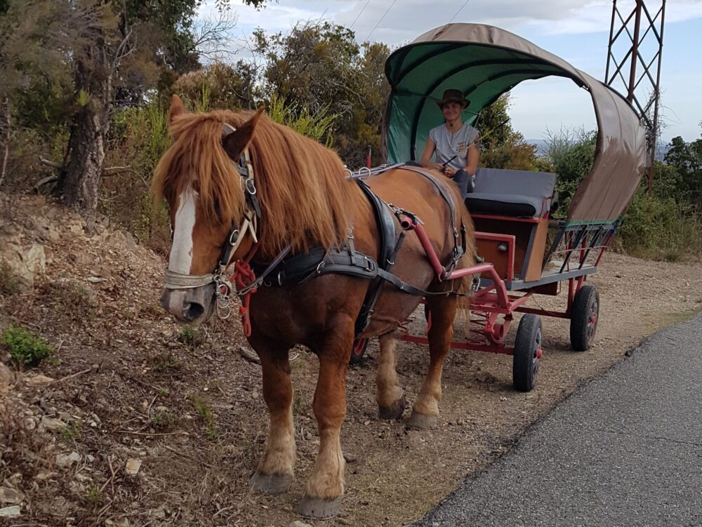 Cheval tirant une calèche sur un chemin.