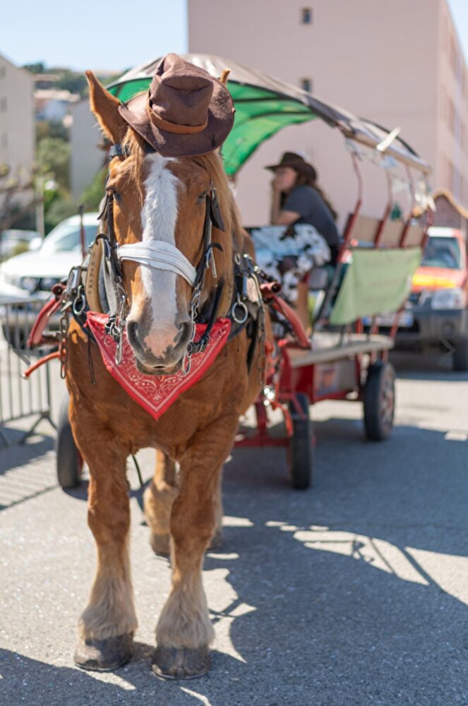 Cheval avec chapeau et bandana devant une calèche.