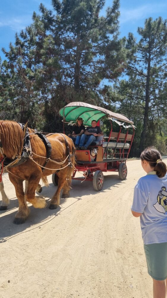 Balade en calèche tractée par des chevaux.
