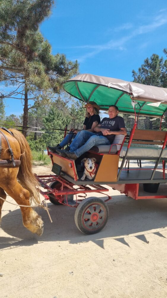 Balade en calèche avec cheval et passagers souriants.