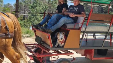 Balade en calèche avec cheval et passagers souriants.